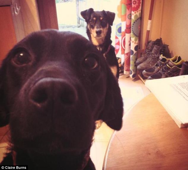 dog_photobomb_6