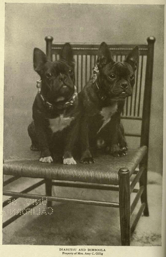 Doggy capitalism: How the French bulldog's popularity exposes the pet  industry's brutality, Society